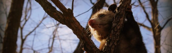 Virginia Opossum