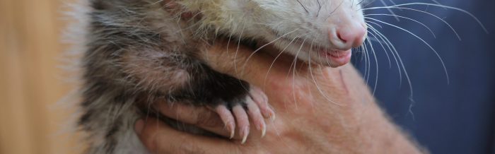 Virginia Opossum