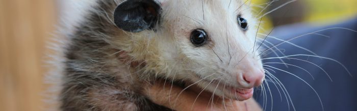 Virginia Opossum