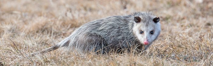 Virginia Opossum