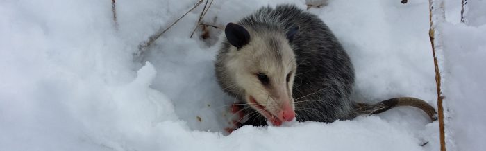 Virginia Opossum