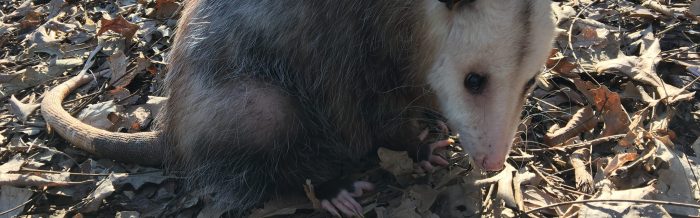 Virginia Opossum