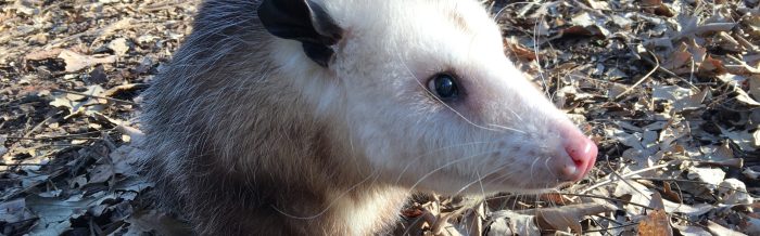 Virginia Opossum