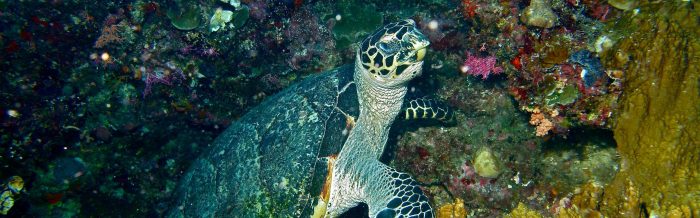Hawksbill Turtle