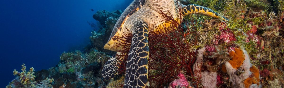 Hawksbill Turtle