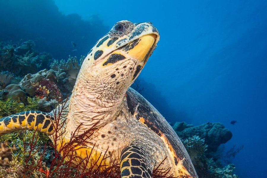 Hawksbill Turtle