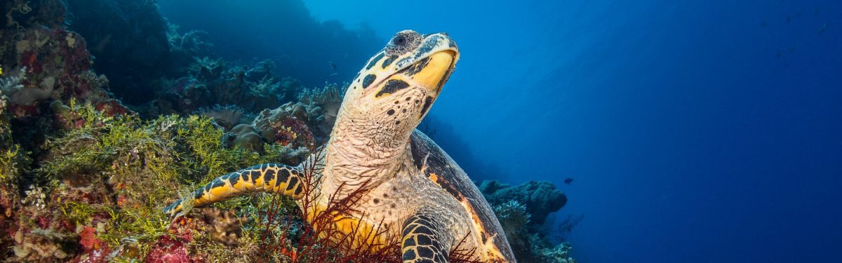 Hawksbill Turtle