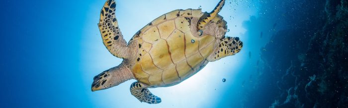 Hawksbill Turtle