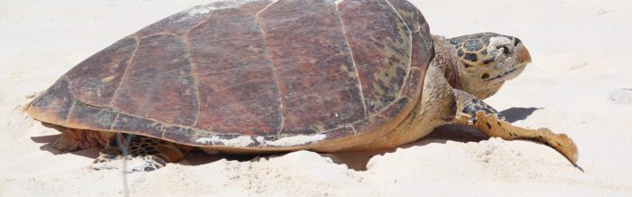 Hawksbill Turtle