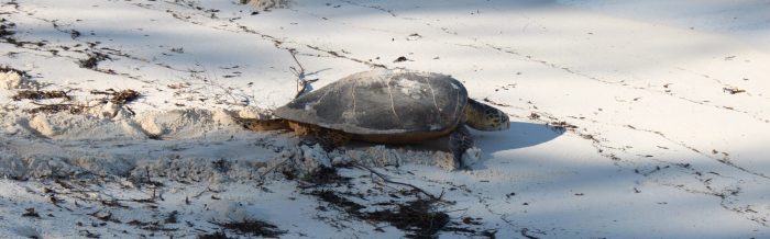 Hawksbill Turtle