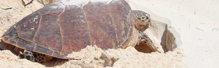 Hawksbill Turtle