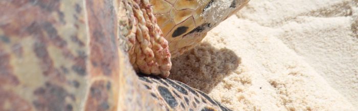 Hawksbill Turtle