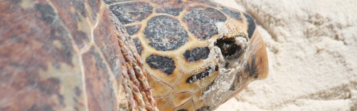 Hawksbill Turtle