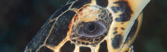 Hawksbill Turtle