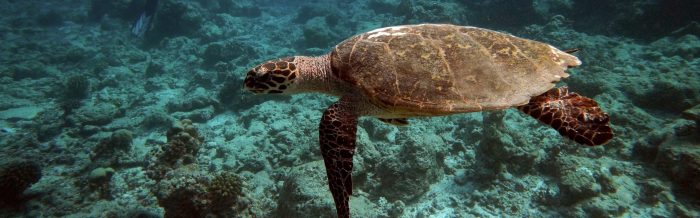 Hawksbill Turtle