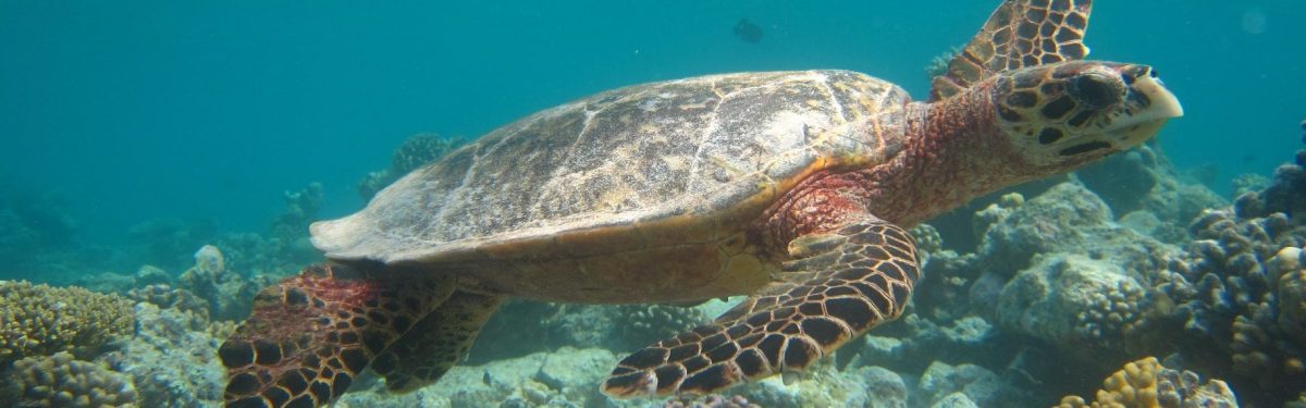 Hawksbill Turtle