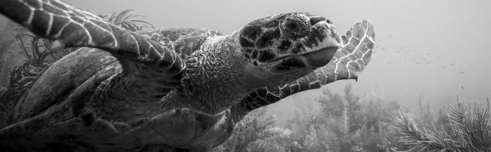 Hawksbill Turtle