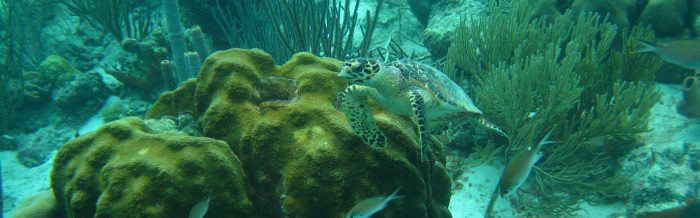 Hawksbill Turtle