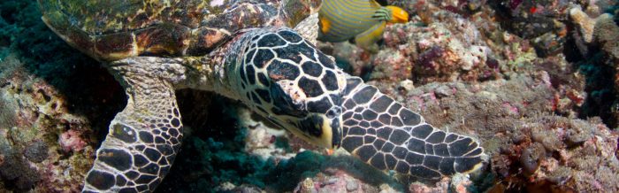 Hawksbill Turtle