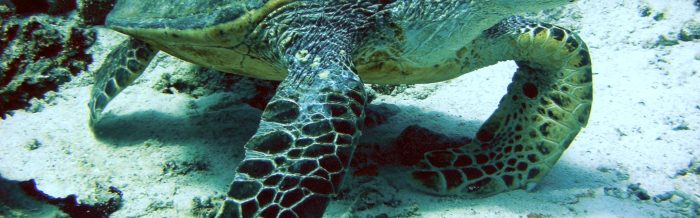 Hawksbill Turtle