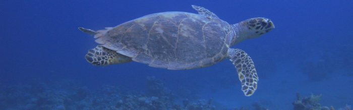 Hawksbill Turtle