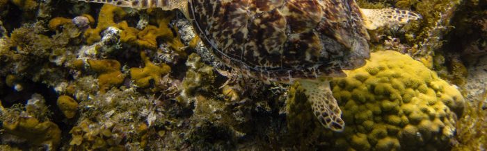 Hawksbill Turtle