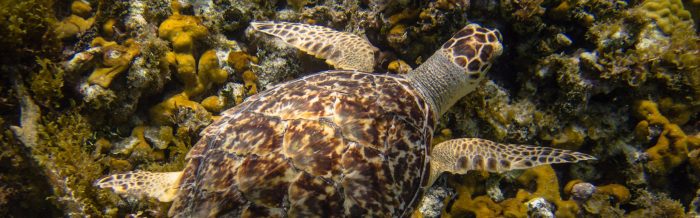 Hawksbill Turtle