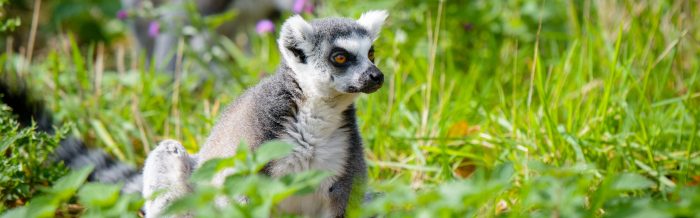 Ring-Tailed Lemur