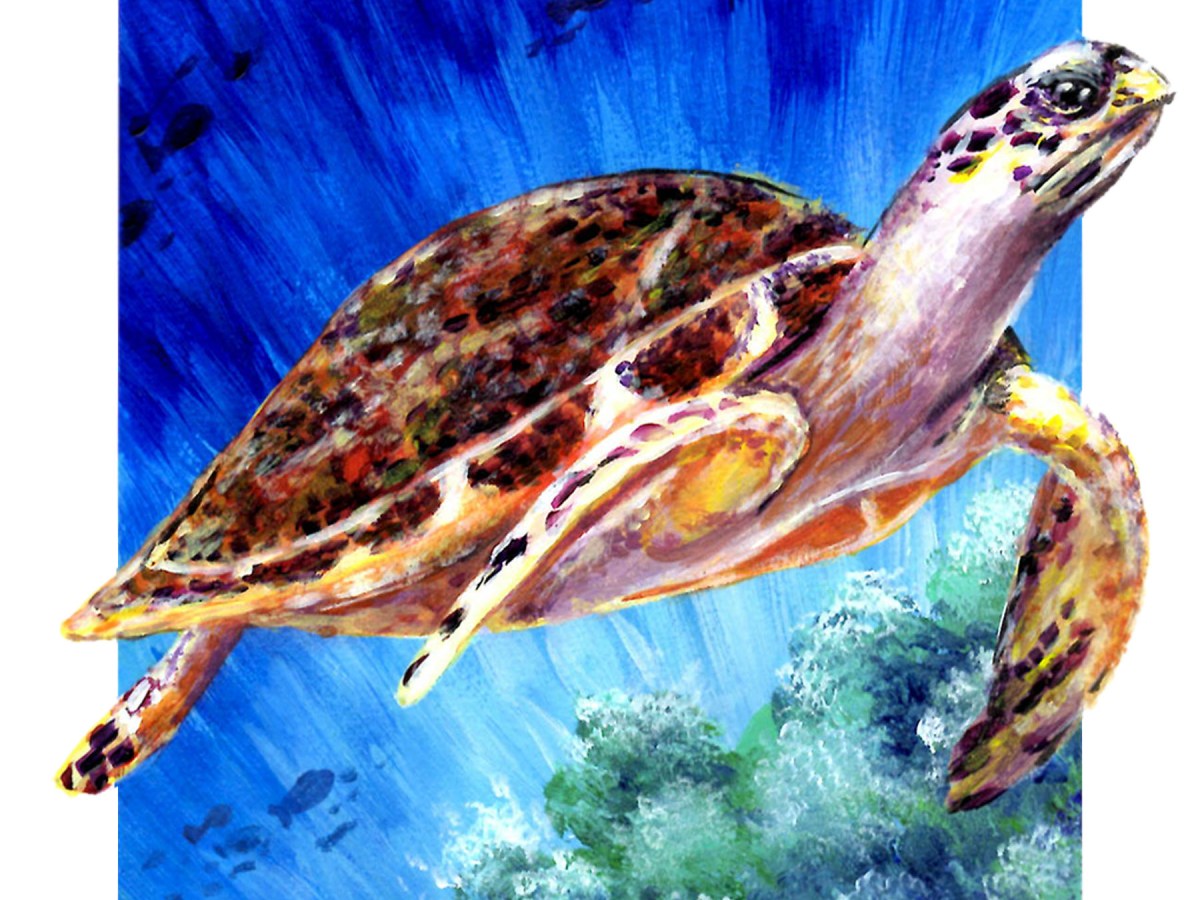 Sea Turtle Host&nbsp;Train