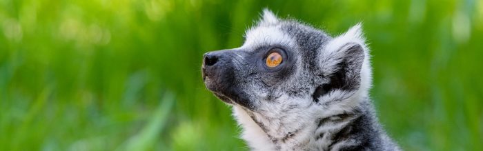 Ring-Tailed Lemur