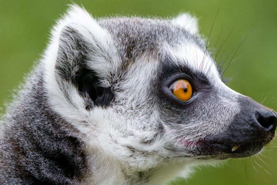Ring-Tailed Lemur