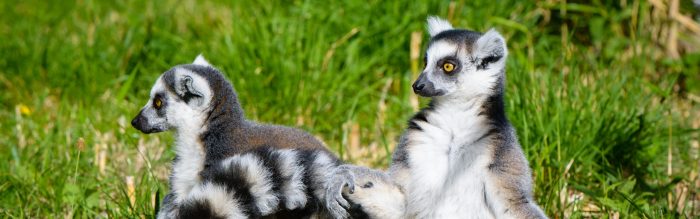 Ring-Tailed Lemur