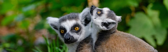 Ring-Tailed Lemur