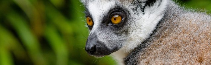 Ring-Tailed Lemur