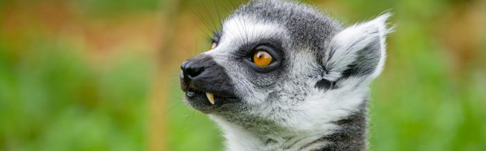 Ring-Tailed Lemur