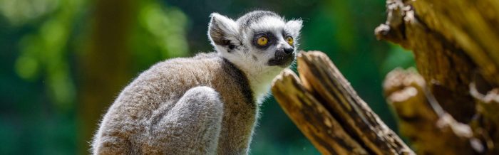 Ring-Tailed Lemur