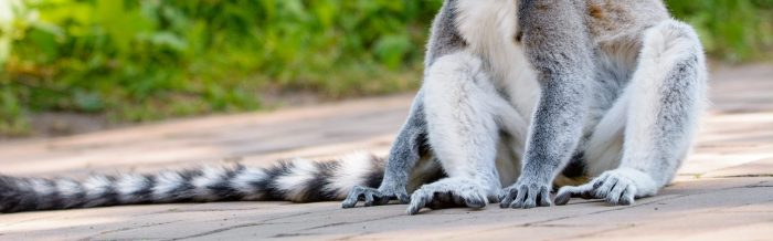 Ring-Tailed Lemur