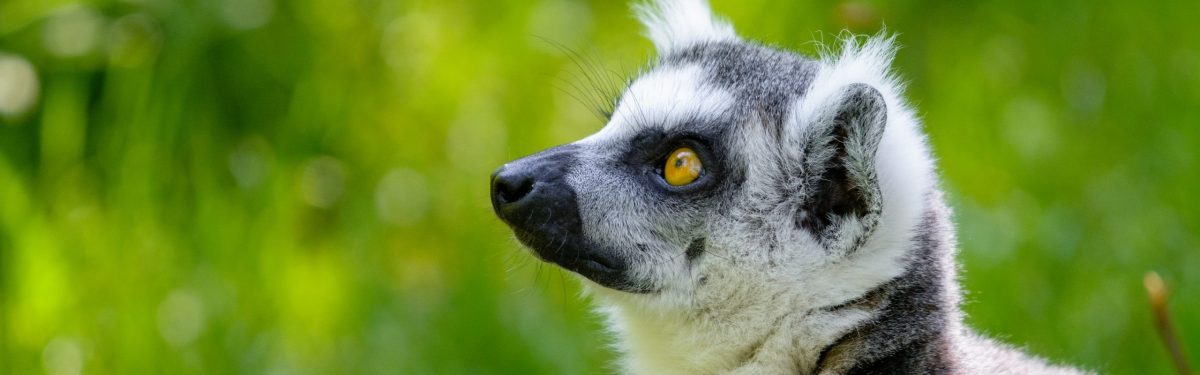 Ring-Tailed Lemur