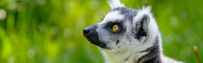 Ring-Tailed Lemur