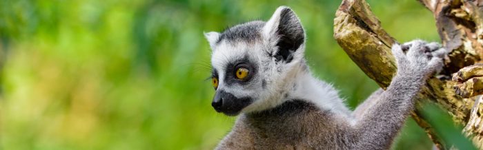 Ring-Tailed Lemur