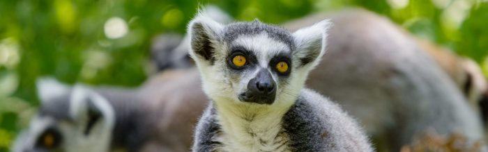 Ring-Tailed Lemur