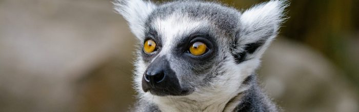 Ring-Tailed Lemur