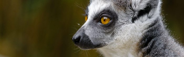 Ring-Tailed Lemur
