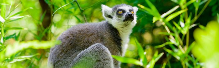 Ring-Tailed Lemur