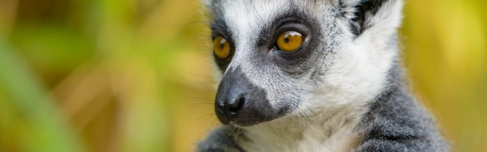Ring-Tailed Lemur