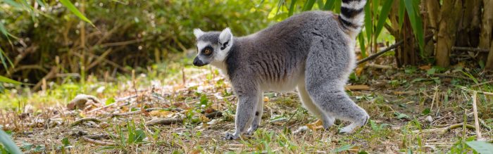 Ring-Tailed Lemur