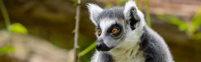 Ring-Tailed Lemur