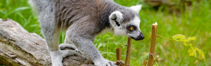 Ring-Tailed Lemur