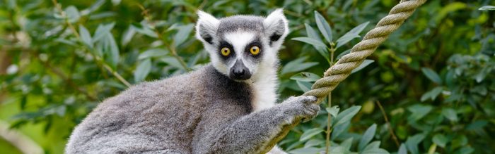 Ring-Tailed Lemur