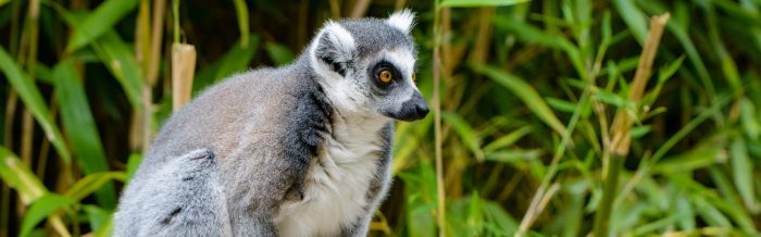 Ring-Tailed Lemur
